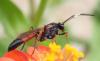 Stenichneumon culpator
